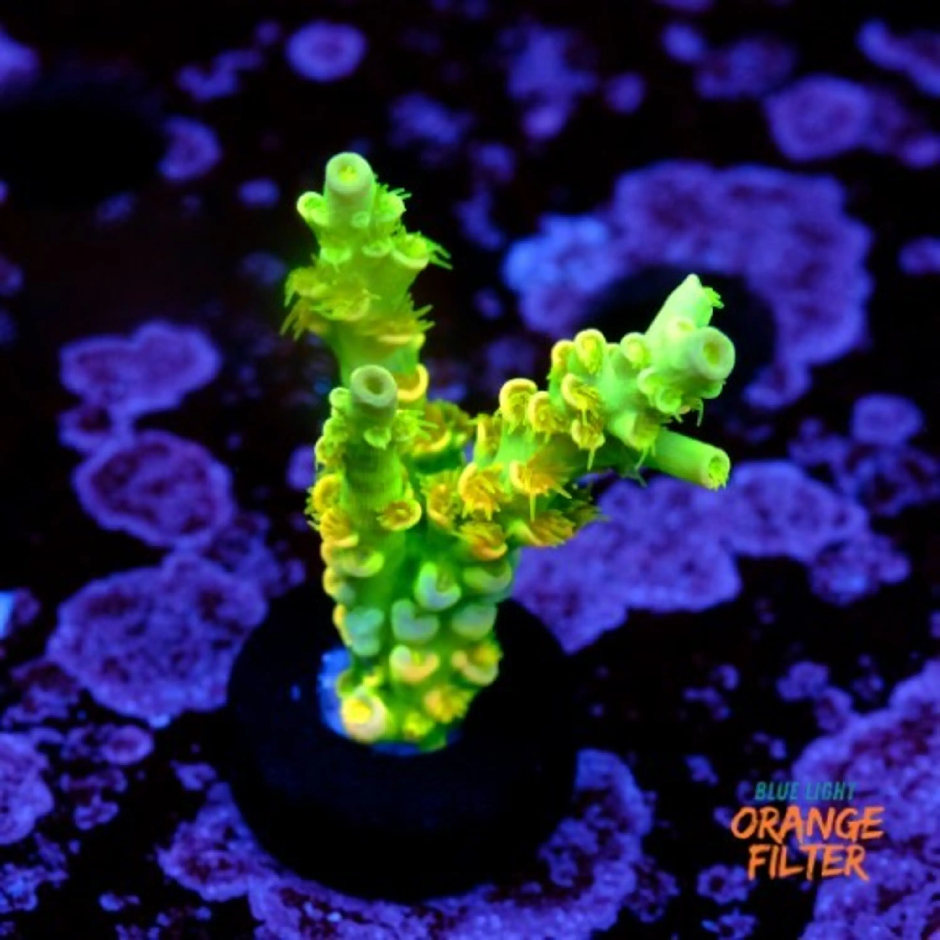 Acropora tenuis peter pan 