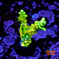 Acropora tenuis peter pan  - Thumbnail 1