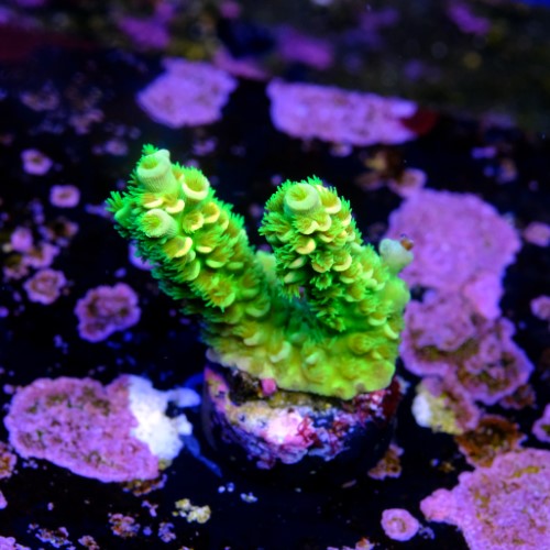 Acropora tenuis  2