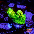 Acropora tenuis  1