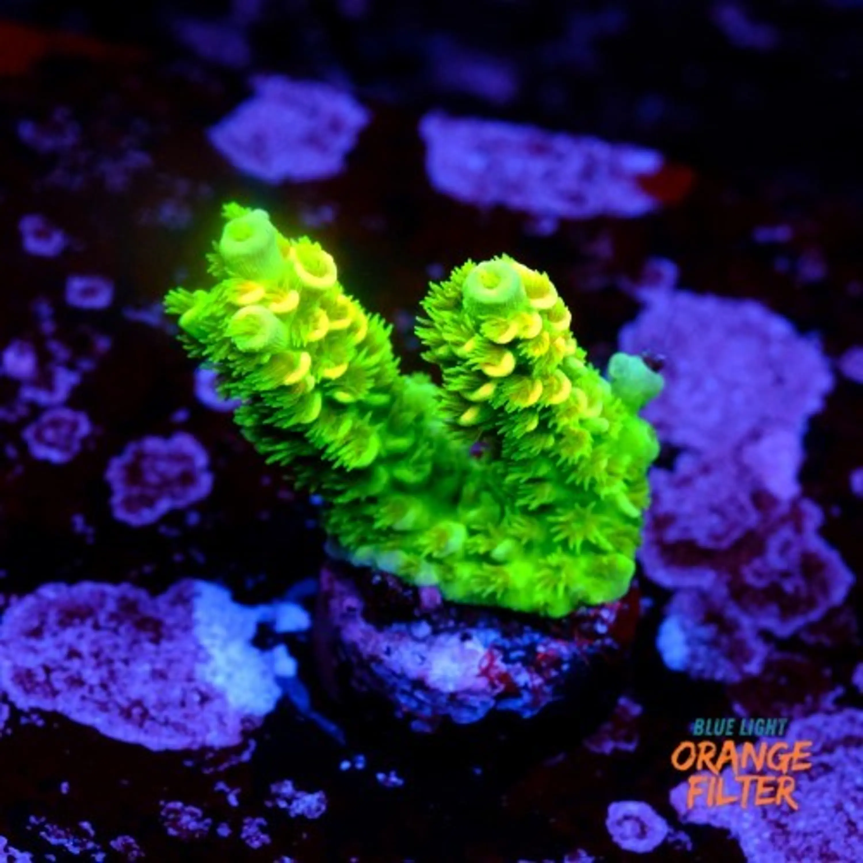 Acropora tenuis 