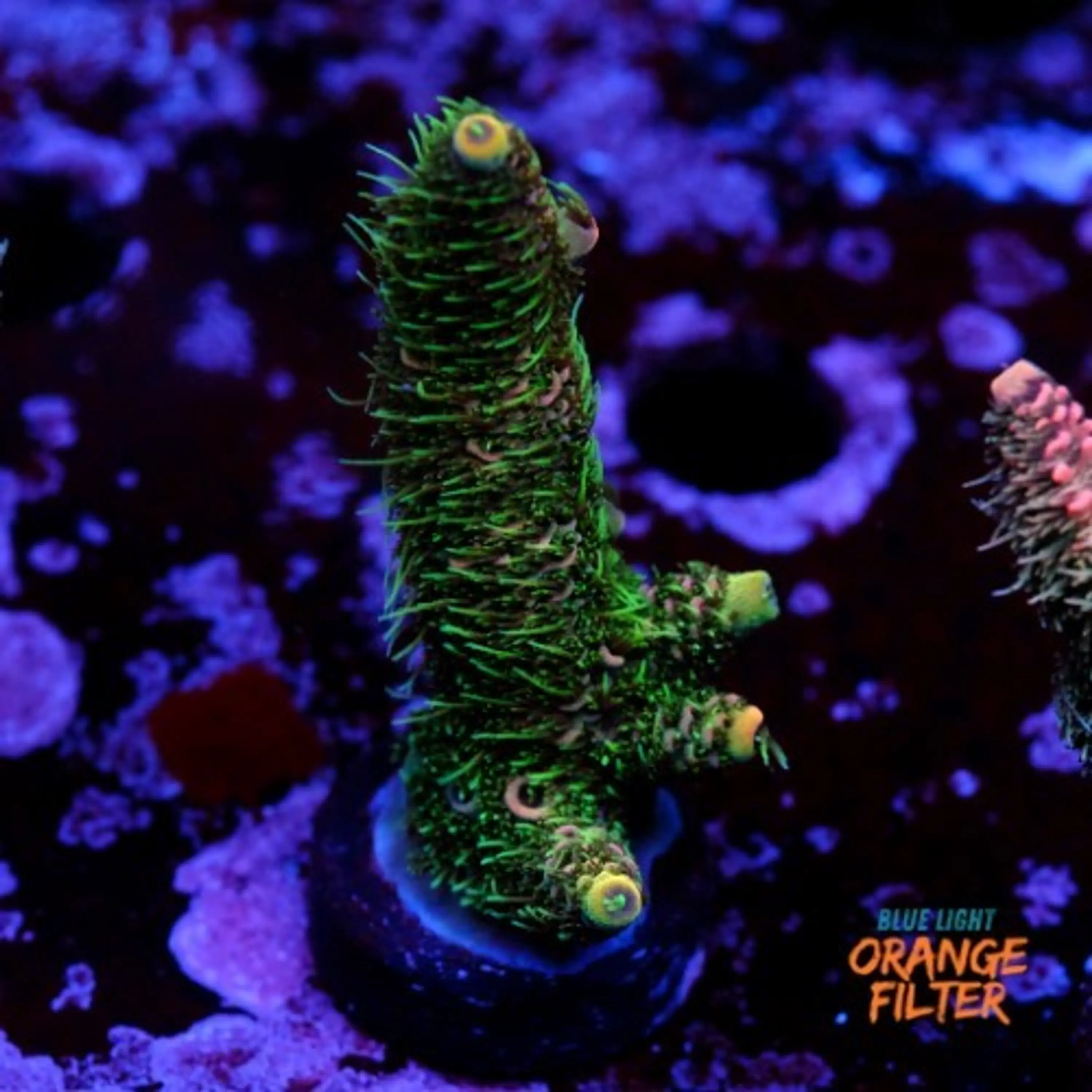 Acropora millepora 