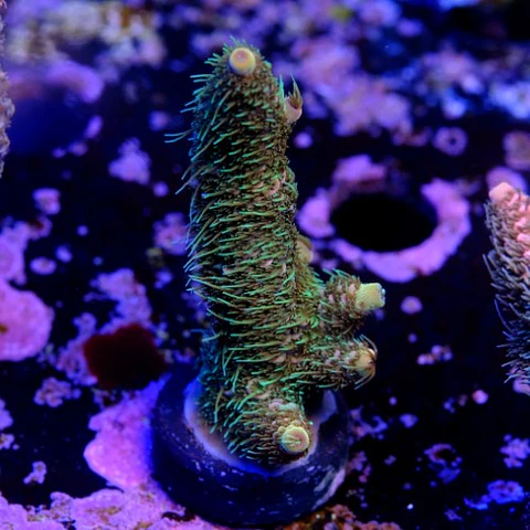 Acropora millepora 
