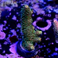 Acropora millepora  - Thumbnail 2