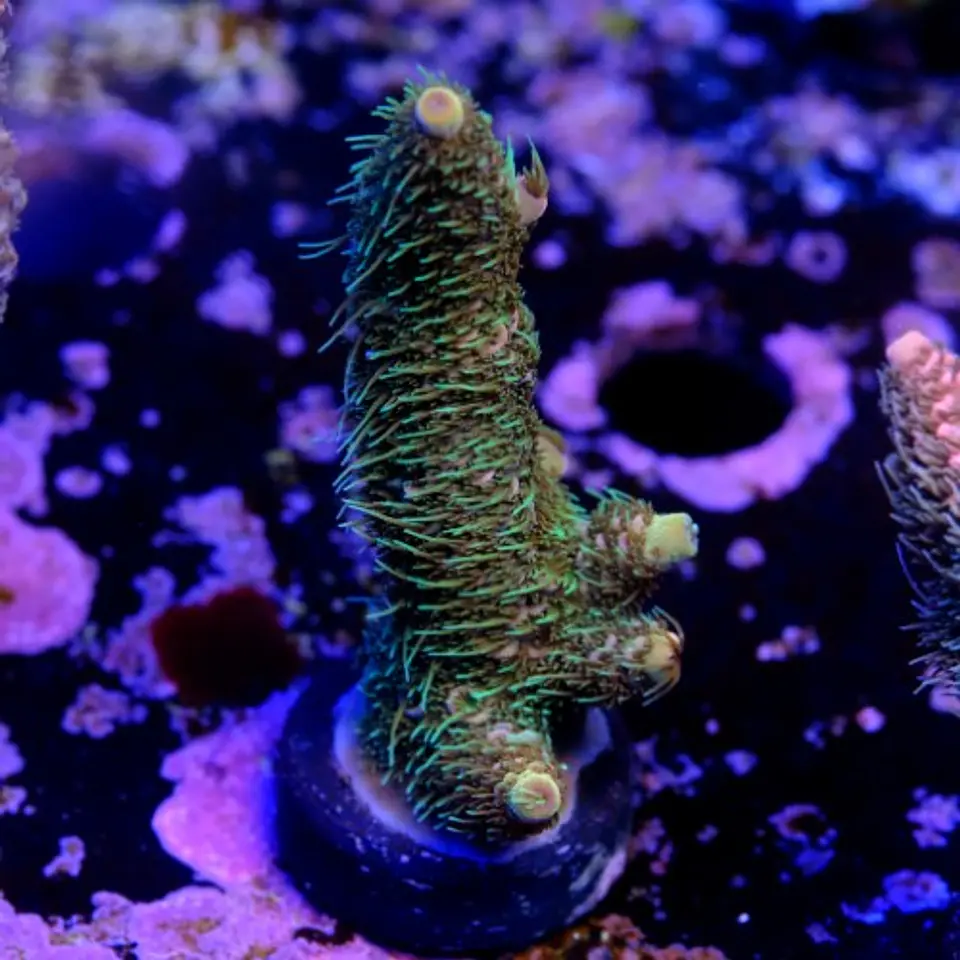 Acropora millepora  2