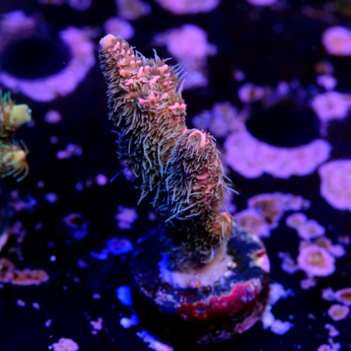 Acropora millepora pink  2