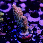 Acropora millepora pink  2