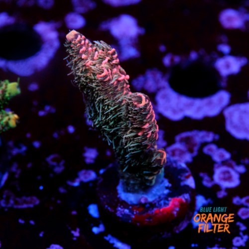 Acropora millepora pink  1
