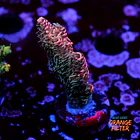 Acropora millepora pink  1