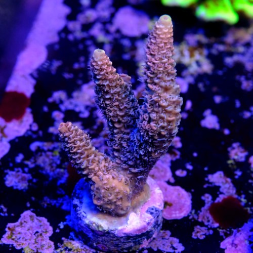 Acropora millepora  2
