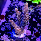 Acropora millepora  2