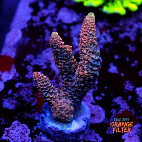 Acropora millepora  1