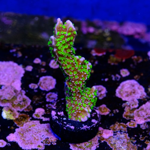 Montipora stellata 2
