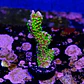 Montipora star wars - Thumbnail 2