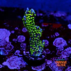 Montipora stellata 1