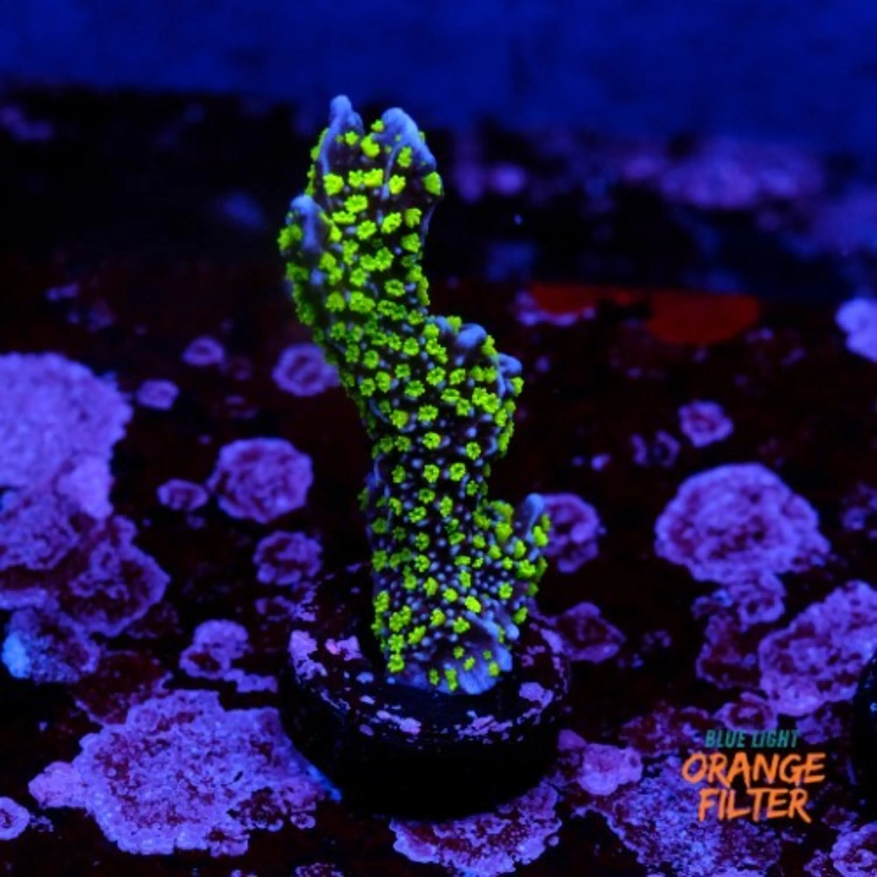 Montipora stellata