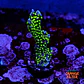 Montipora star wars - Thumbnail 1