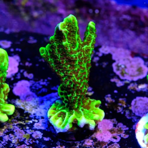 Montipora confusa 2
