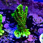 Montipora confusa - Thumbnail 2