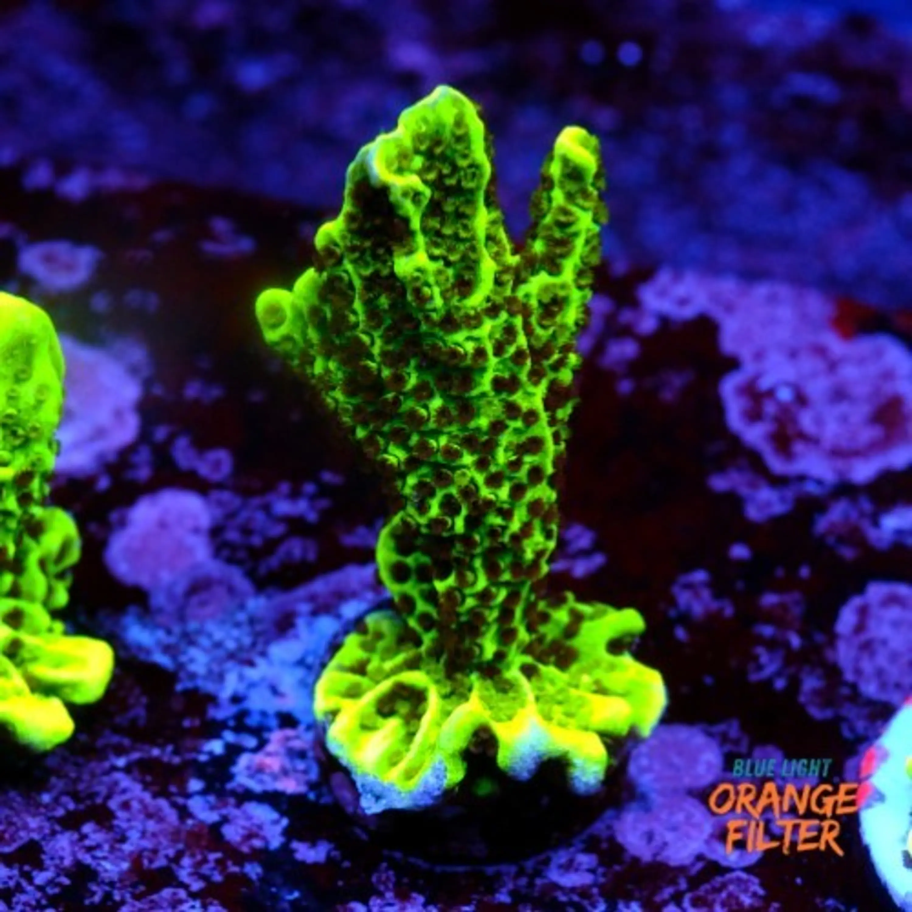 Montipora confusa