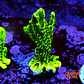 Montipora confusa - Thumbnail 1