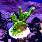 Montipora confusa 2