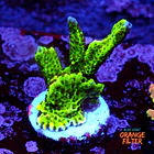 Montipora confusa 1
