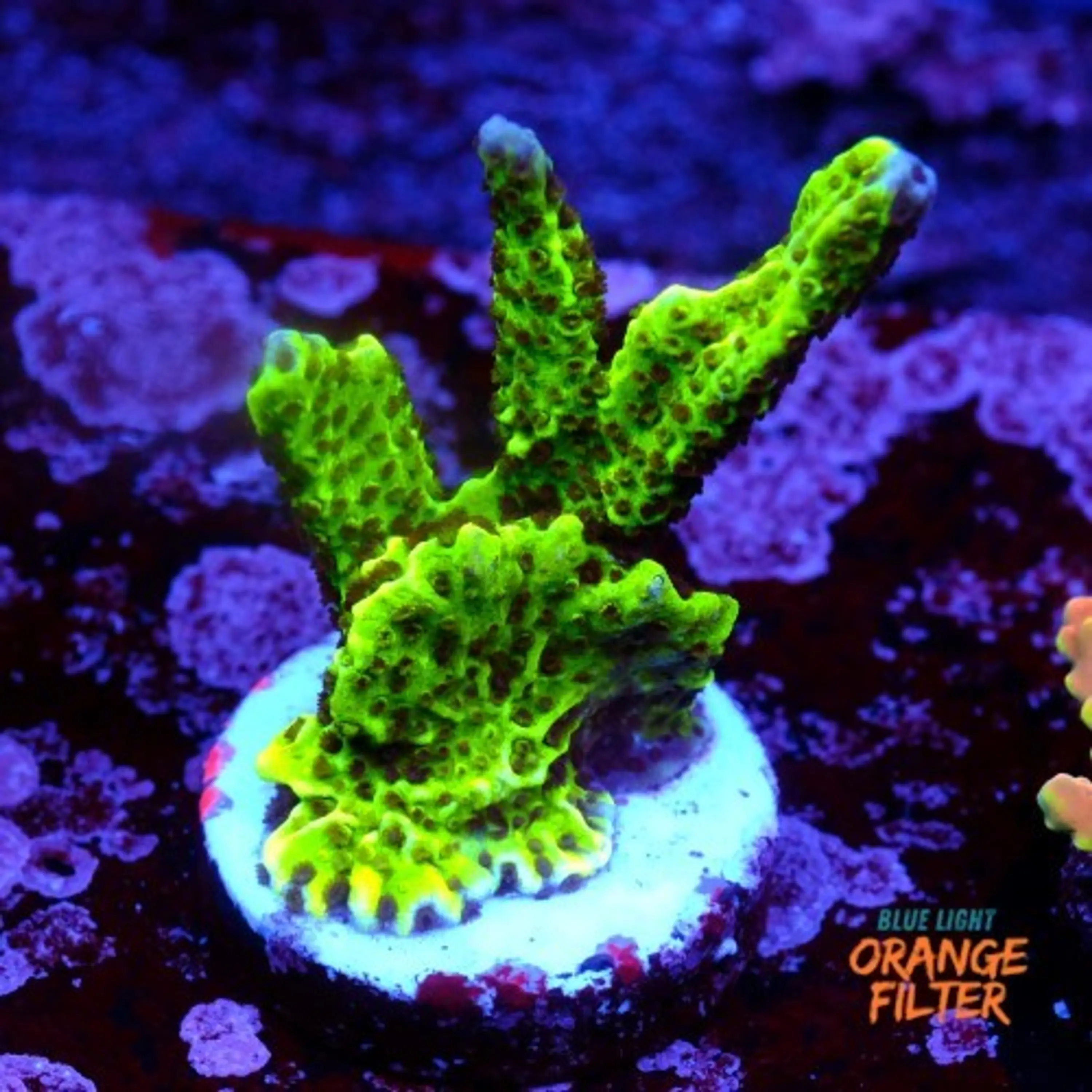 Montipora confusa