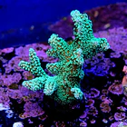 Seriatopora caledrium green 2