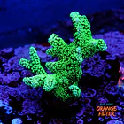 Seriatopora caledrium green 1