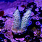 Acropora tenuis  - Thumbnail 2