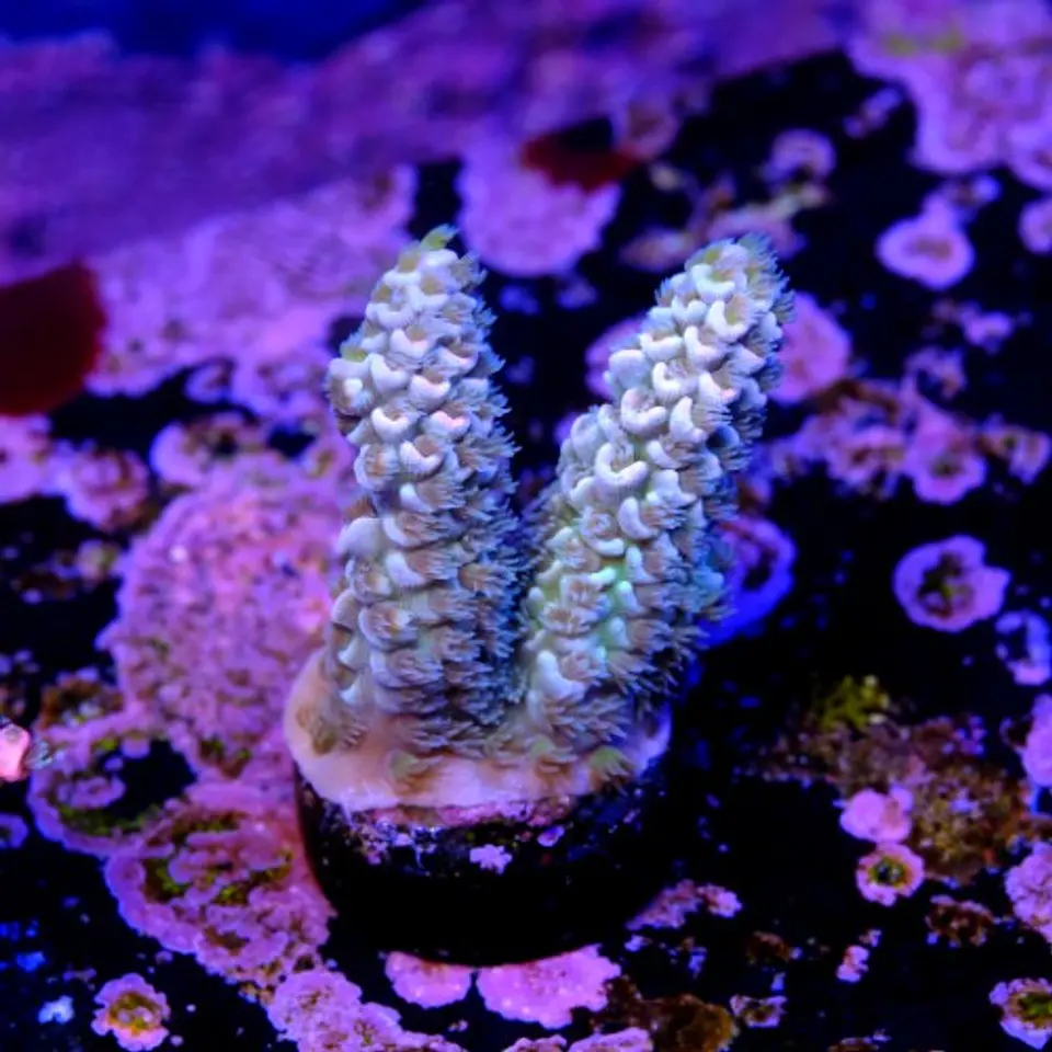 Acropora tenuis  2