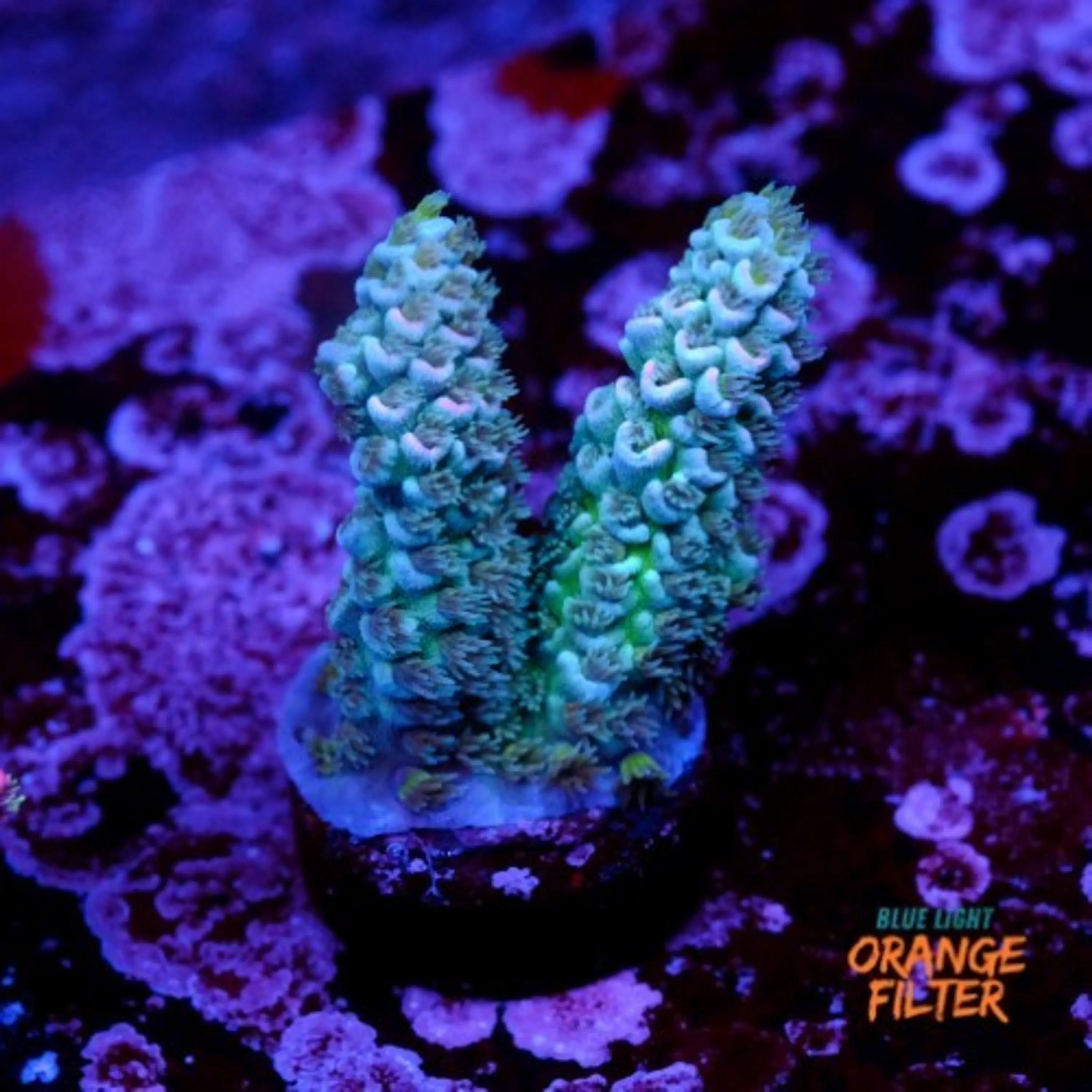 Acropora tenuis 