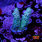 Acropora tenuis  - Thumbnail 1