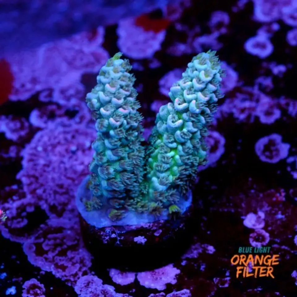 Acropora tenuis  1