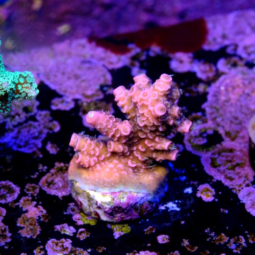 Acropora millepora pink 2