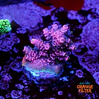 Acropora millepora pink 1