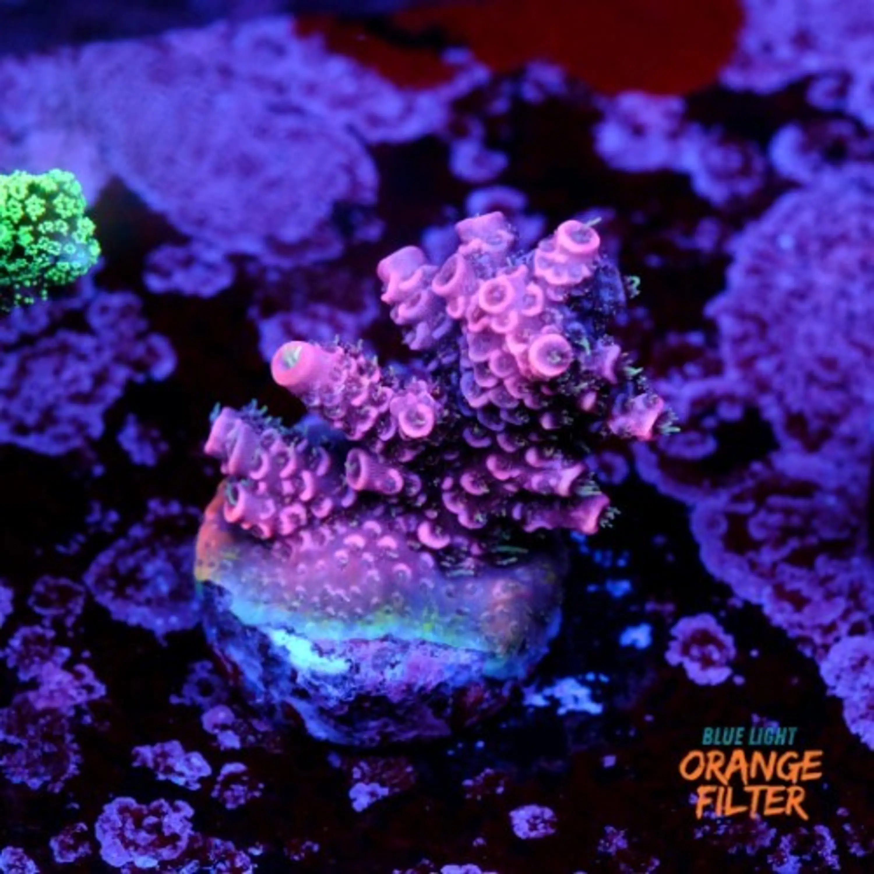 Acropora millepora pink