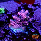 Acropora millepora pink - Thumbnail 1