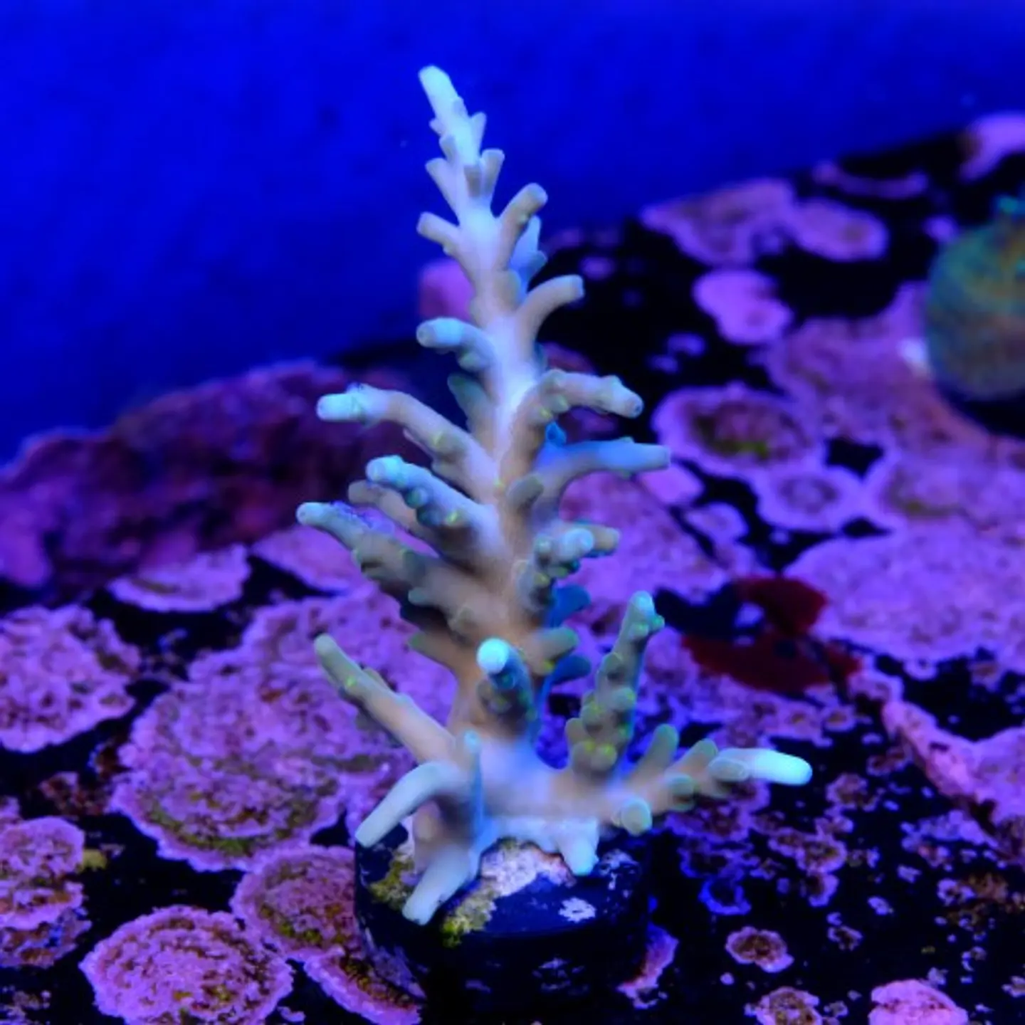 Acropora echinata  2