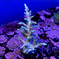 Acropora echinata  - Thumbnail 2