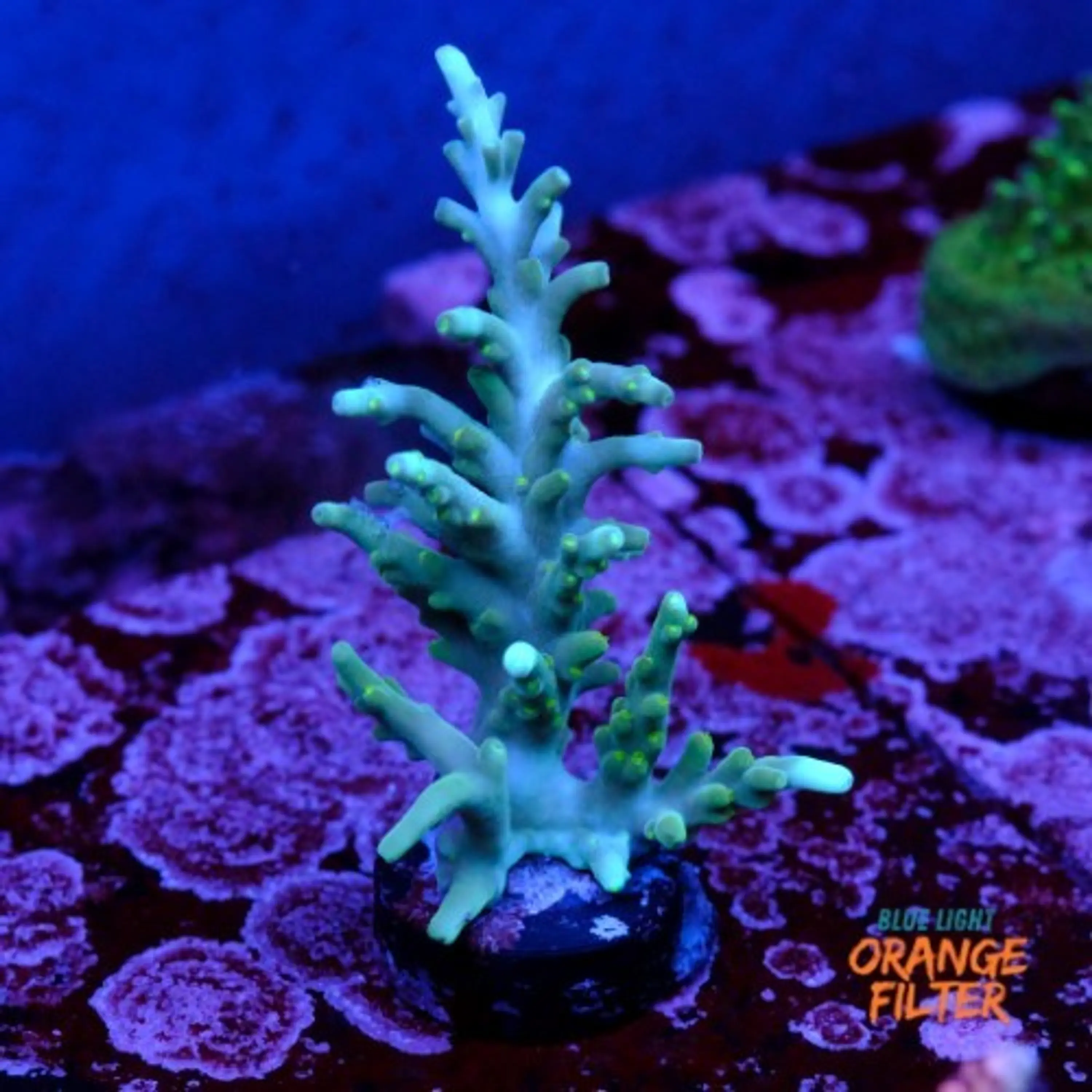 Acropora echinata 