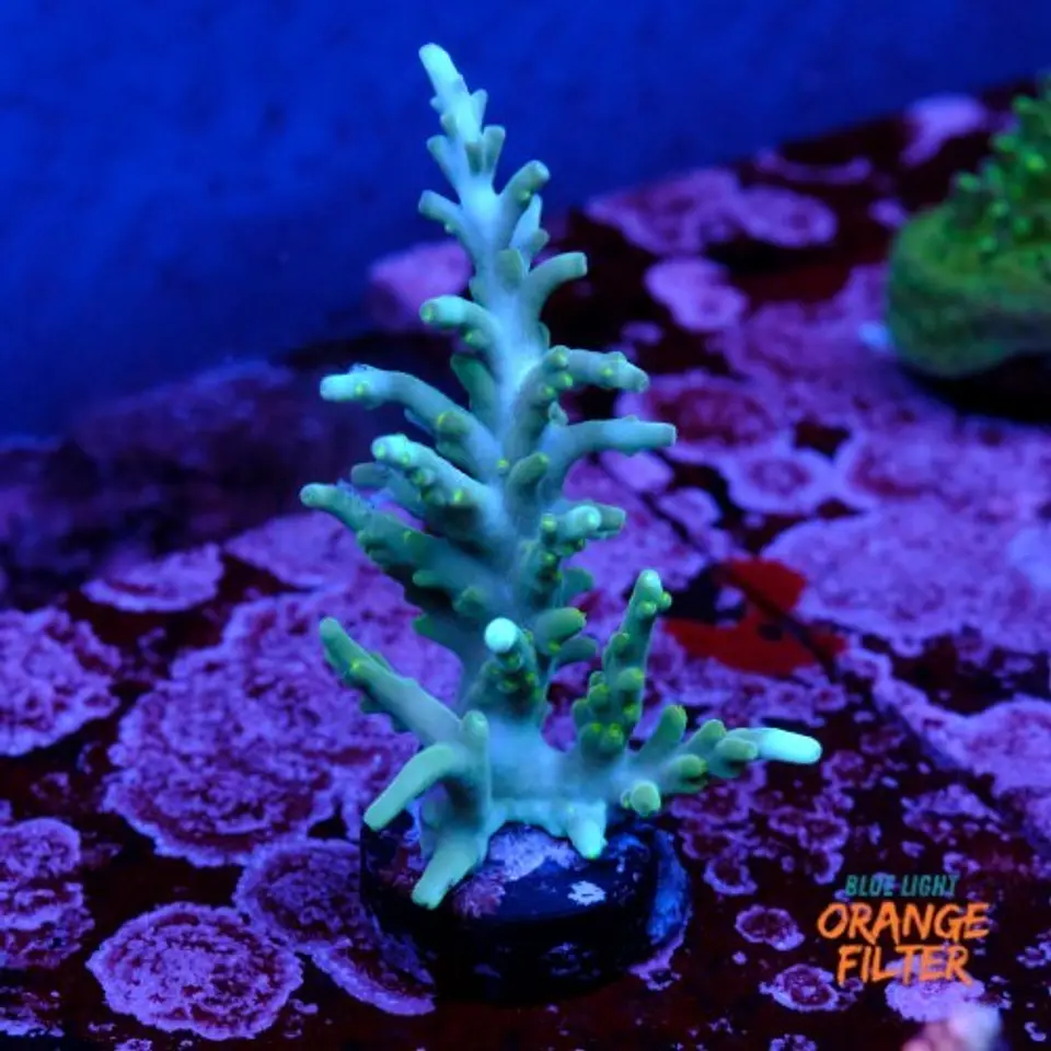 Acropora echinata  1