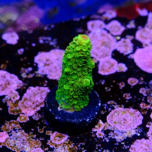 Acropora sp  2