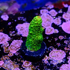 Acropora sp  2