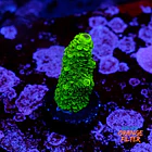 Acropora sp  1