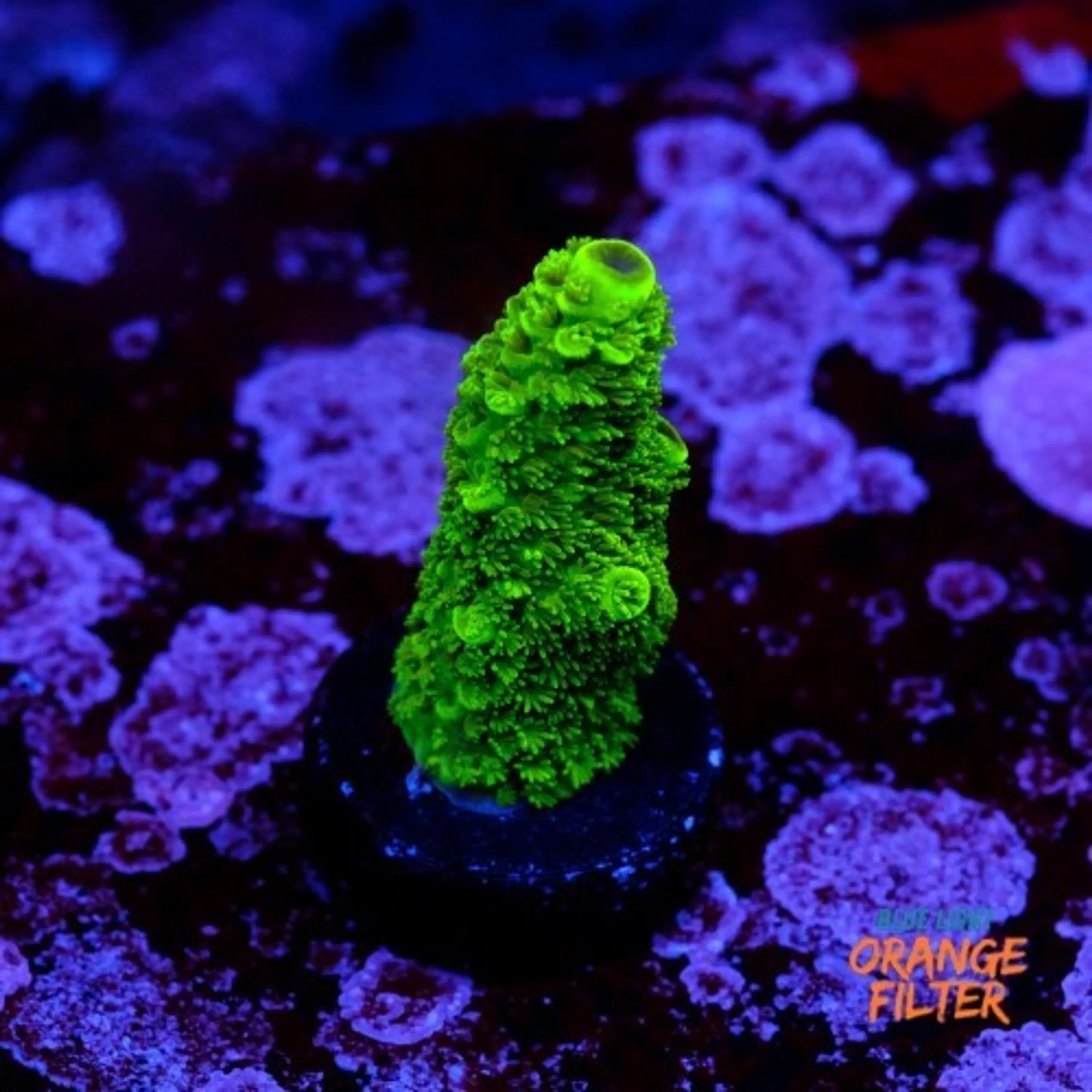 Acropora sp 