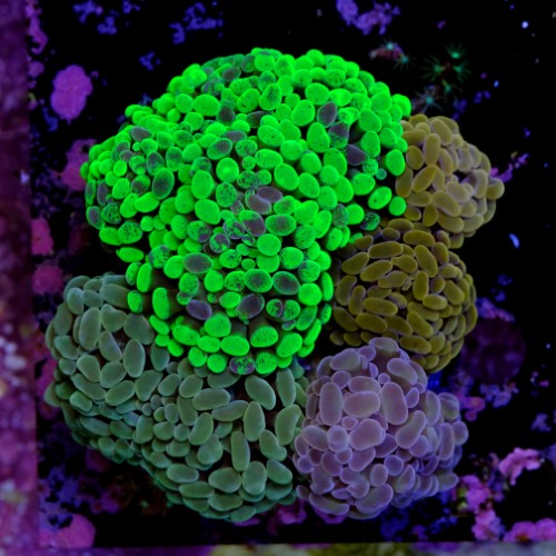 Euphyllia garden  2