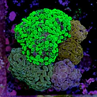 Euphyllia garden  2