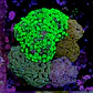 Euphyllia garden  - Thumbnail 2